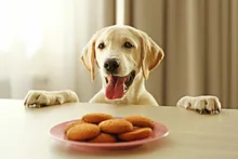 Snacks para tus mascotas