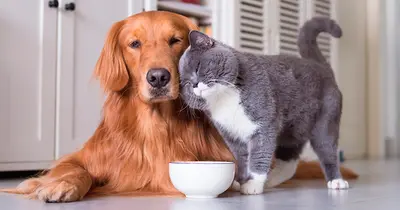Conferencia: Relaciones entre gatos y entre perros y gatos