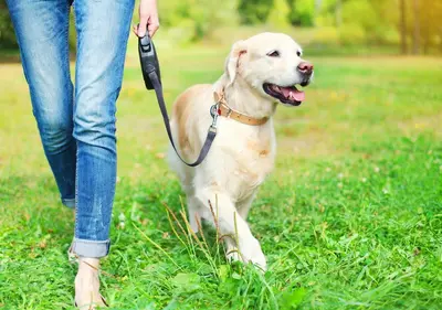 Conferencia con cola: El paseo ideal para tu perro, juego efectivo con mi perro