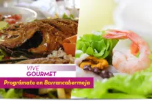 50228 Vive Gourmet