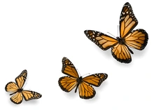 Las tres mariposas