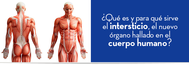¿Qué es y para qué sirve el intersticio, el nuevo órgano hallado en el cuerpo humano?